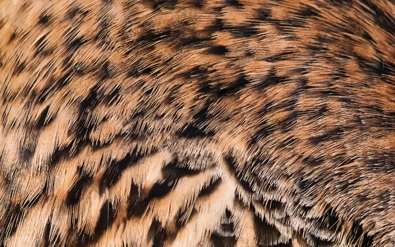 animal fur and feathers- examples of texture in photography