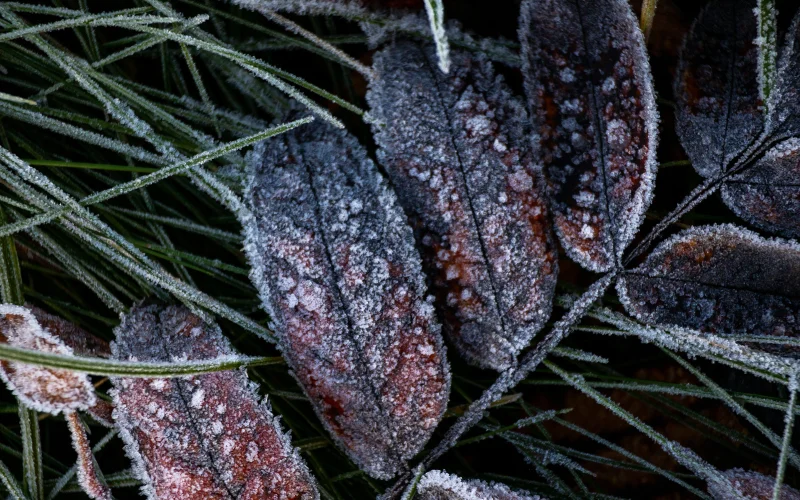 frost on leaves- examples of texture in photography