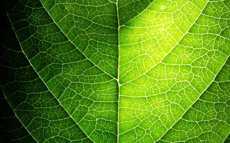 leaf veins- examples of texture in photography