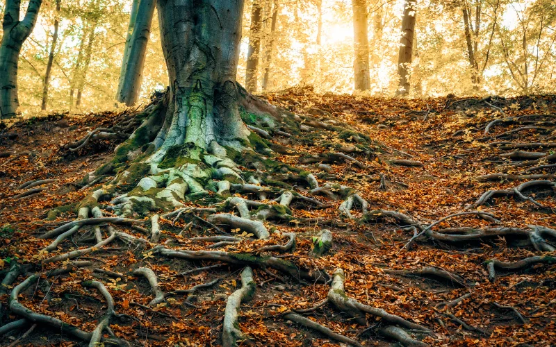 tree roots- examples of texture in photography