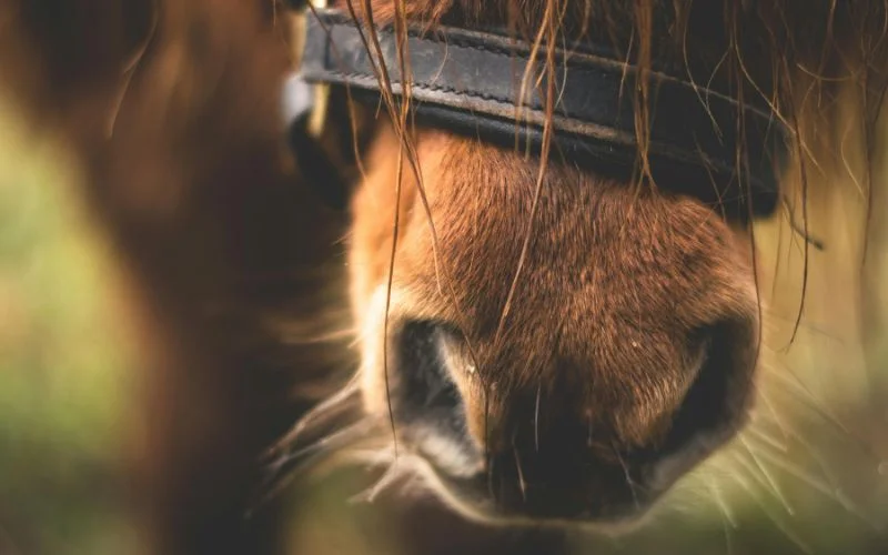 animal fur and feathers- examples of texture in photography