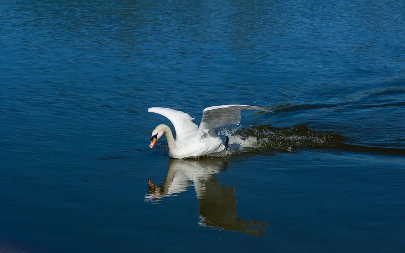 photo of a swan and its reflection in the water- Dutch angle