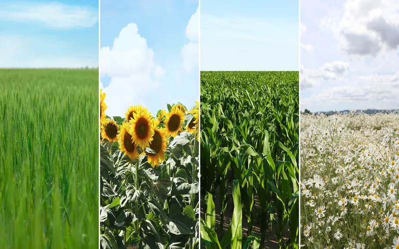 collage of vertical photos of different seasons