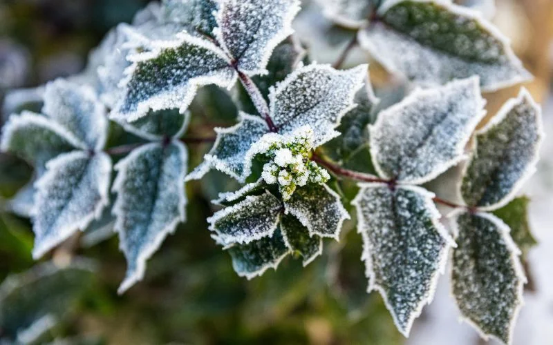 frost on leaves- examples of texture in photography