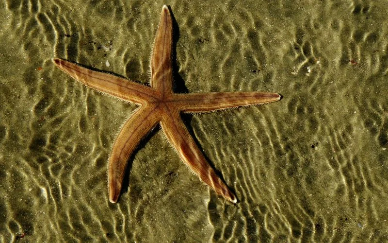 photo of rippled sand texture