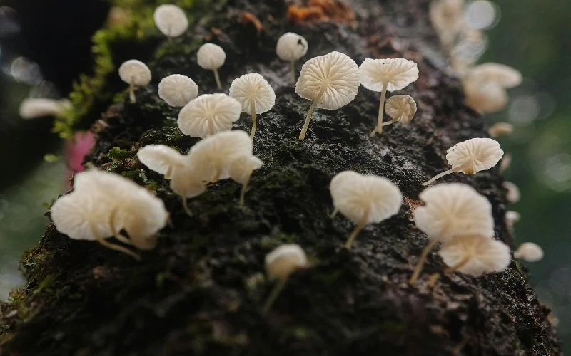 mushroom and fungi- examples of texture in photography