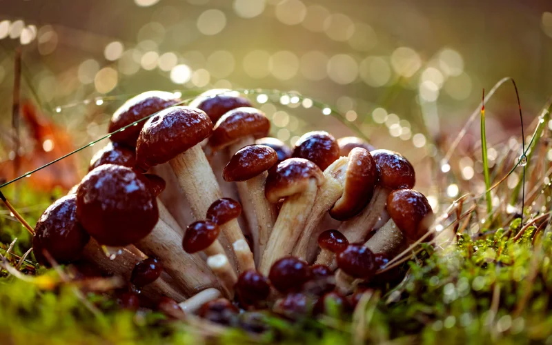 mushroom and fungi- examples of texture in photography