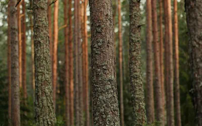 tree bark- examples of texture in photography