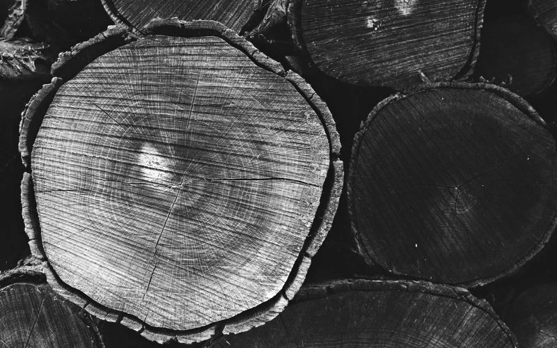 tree rings- examples of texture in photography