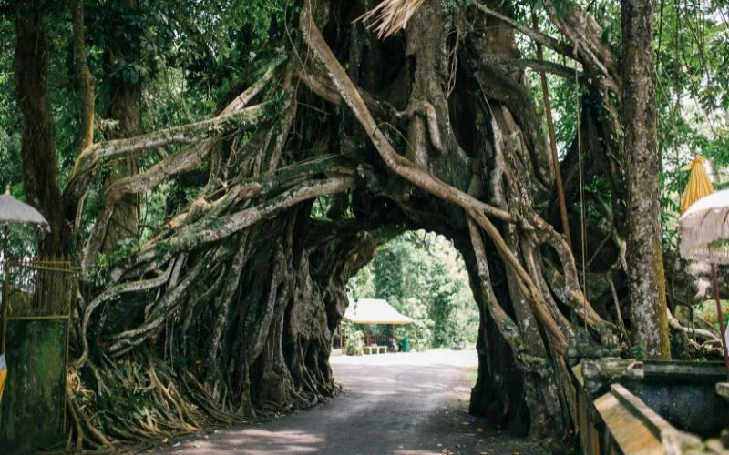 tree roots- examples of texture in photography