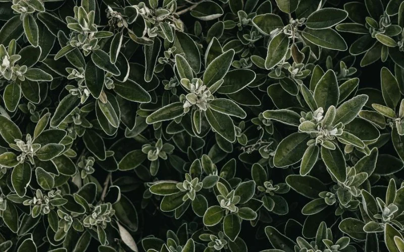 photo of plants texture