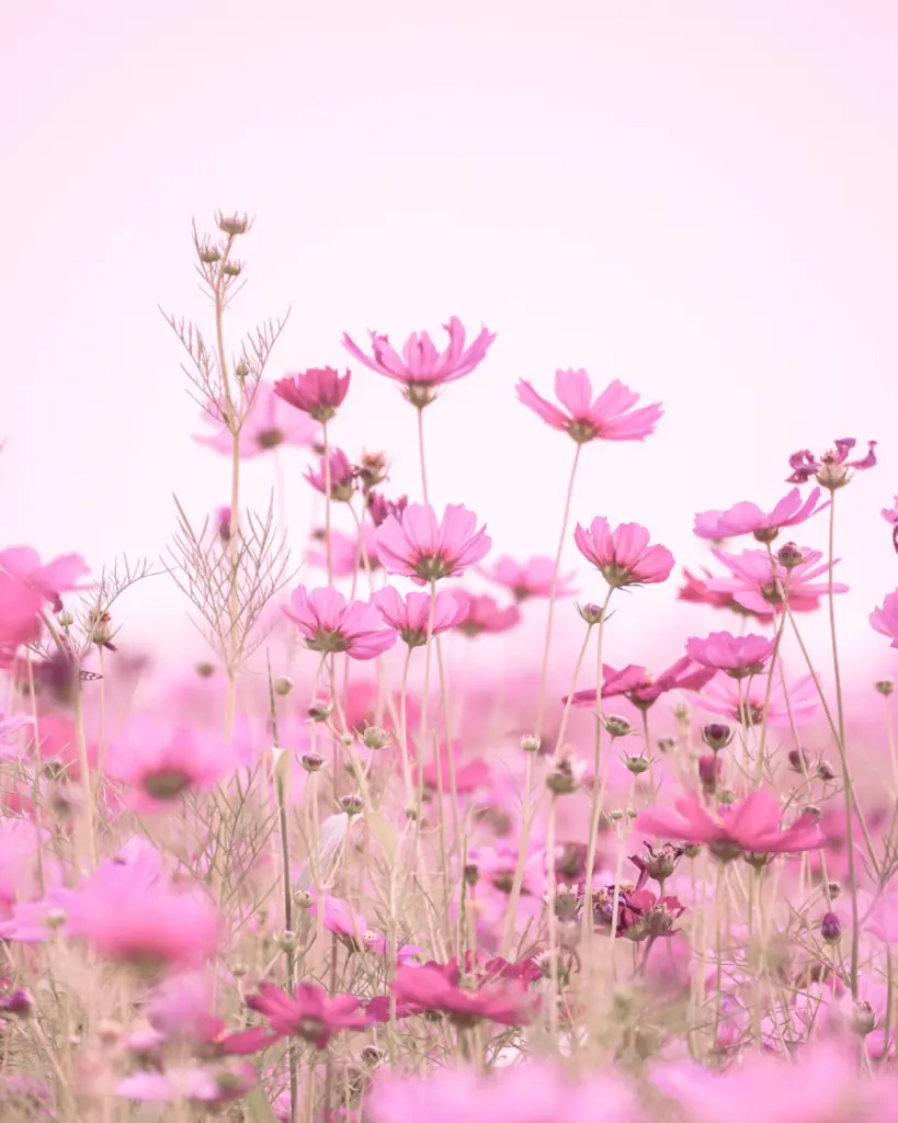 Instagram photo hacks - color themes