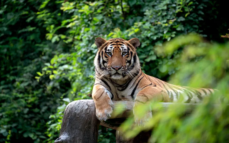 wildlife photography- tiger in its natural habitat
