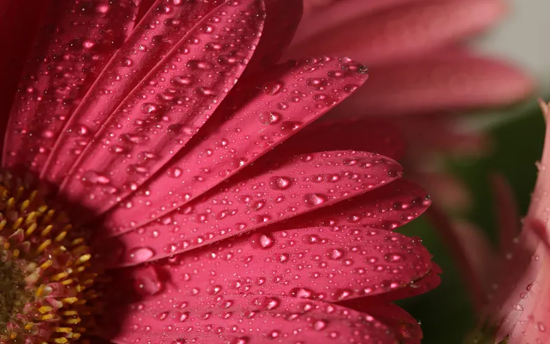 photo of raindrops on flower petals