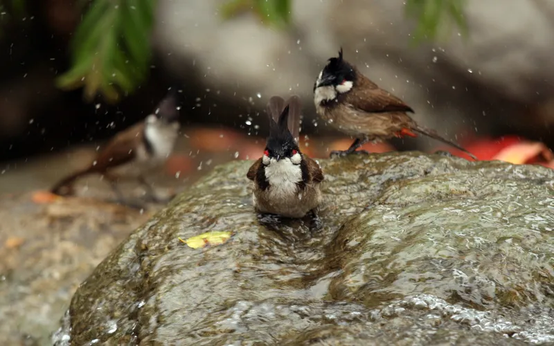 photo of birds on a rainy day