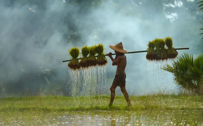 a farmer holding rice crops on a field