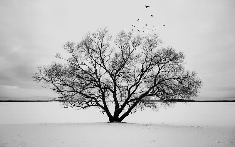 tree black and white photography
