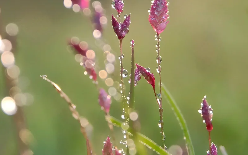 Early Morning Dew Theme, Early Morning Dew photoshoot, Early Morning Dew spring shoot 