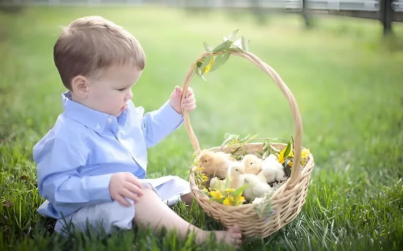 cute little one holding a basket full of chickens, photos of chicken and bay for festive photos