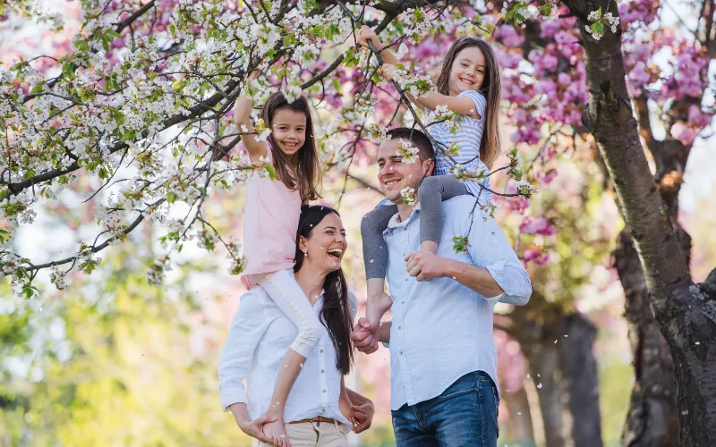 Cherry Blossom Festivals