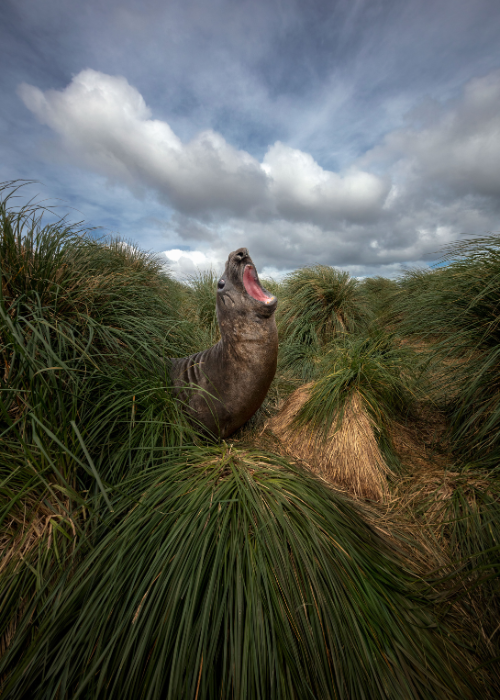 Wildlife photographs by Ian plant, wide angle photography course online