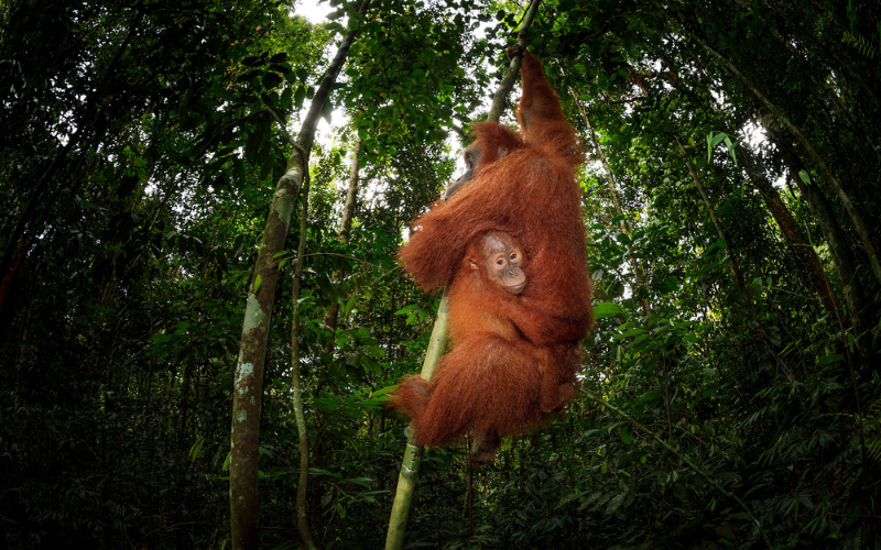 Wildlife photographs by Ian plant, wide angle photography course online