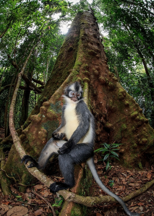 Wildlife photography by Ian plant, wildlife photos, monkey photoshoot