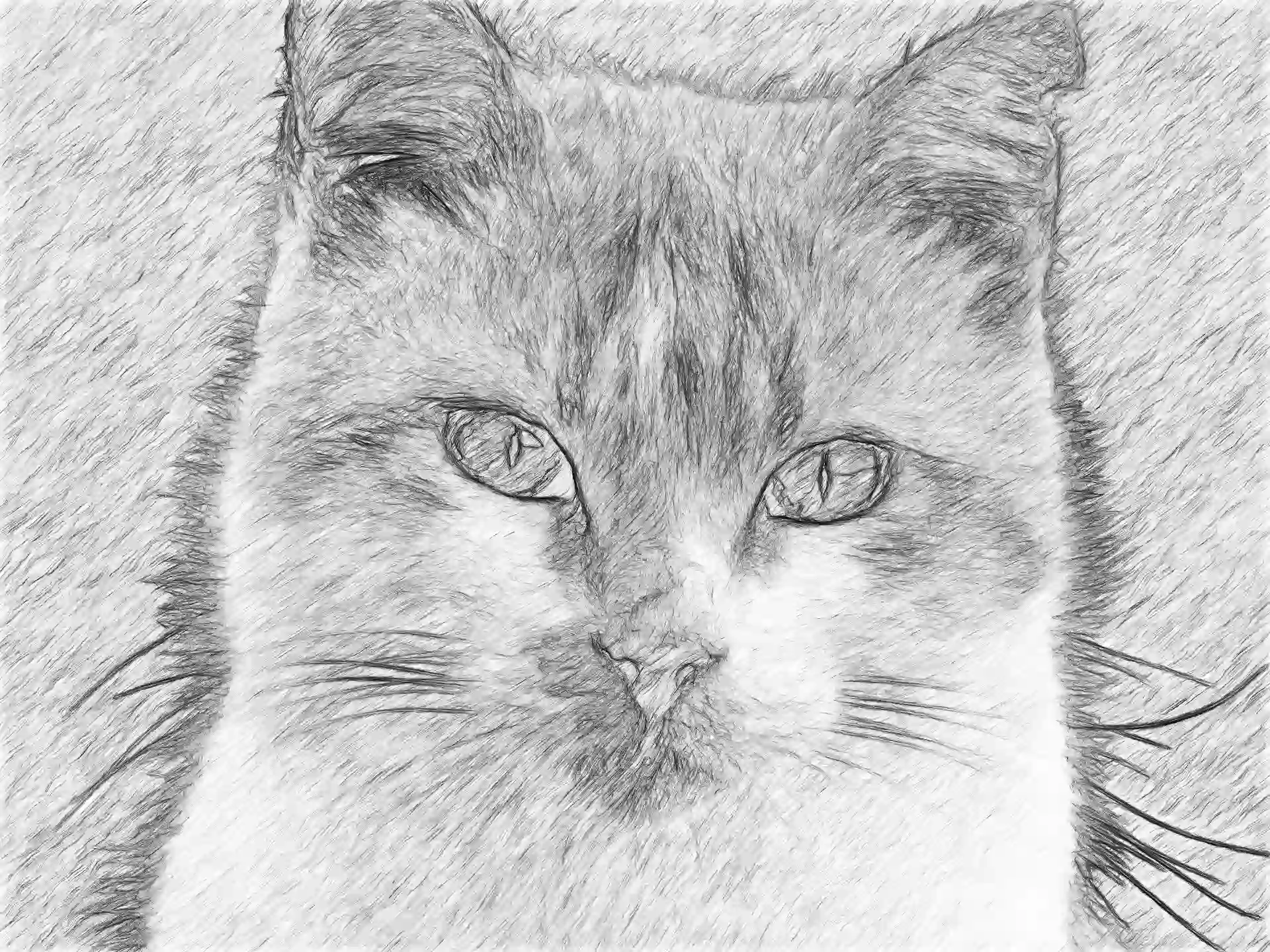 Cat sketch conversion, image to sketch converting software