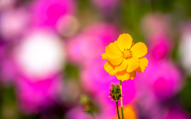 iPhone photography tips - depth of field