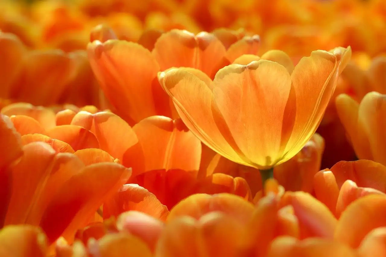 Tulips image for converting into sketch art