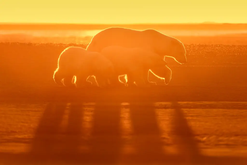 wildlife photography tips, best settings for wildlife photography,