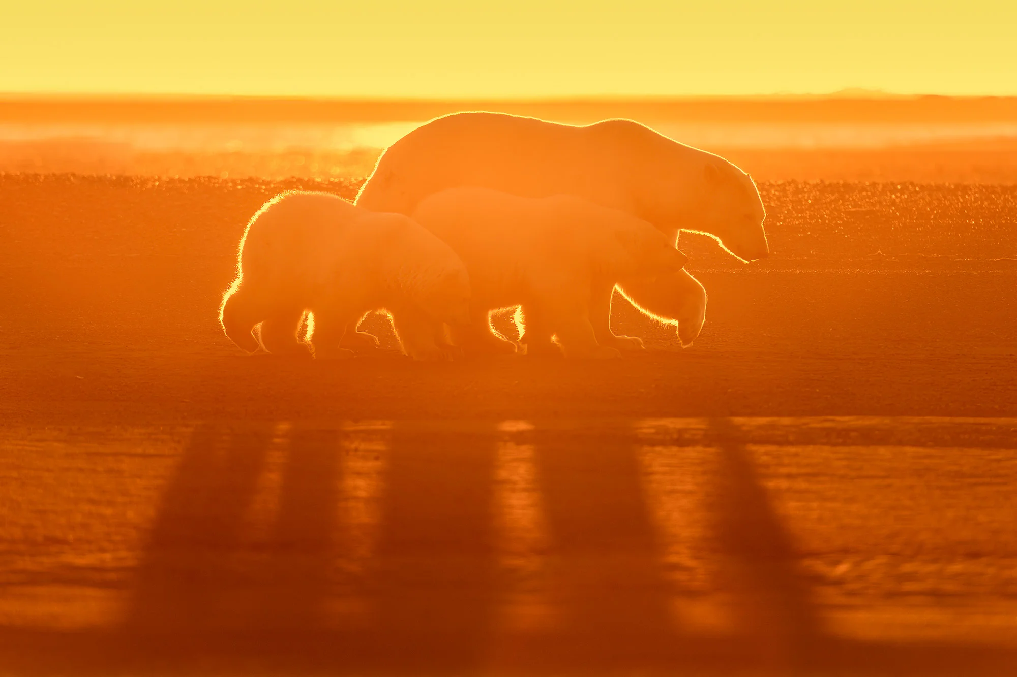 Best settings for wildlife photography ensure sharp focus and well-exposed action shots.