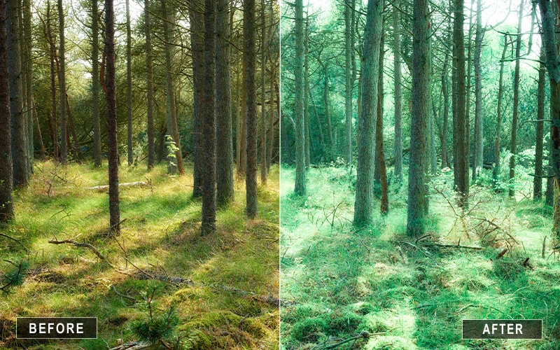 Natural Forest Camera Raw Presetsโ