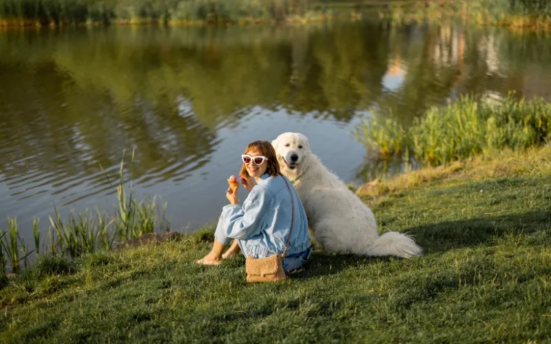 Pet-friendly summer photoshoot with dogs enjoying sunshine outdoors