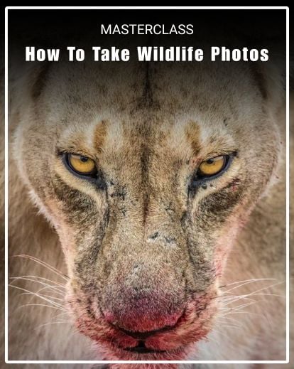 wildlife photography course how to take wildlife photos
