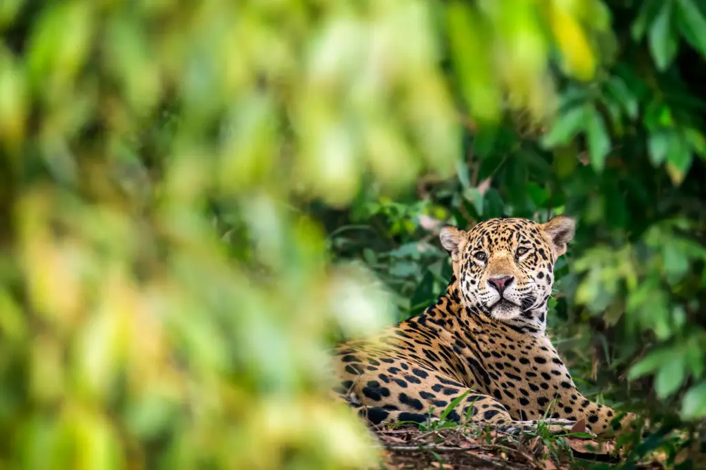 wildlife photography course how to take wildlife photos,