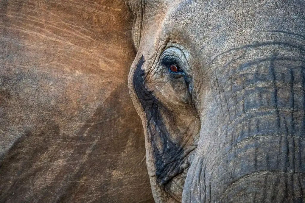 wildlife photography on a budget, camera settings for wildlife photography