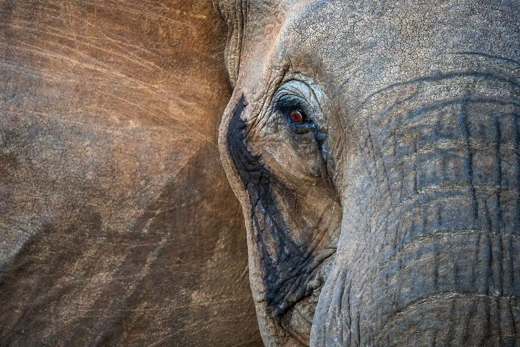 Best settings for wildlife photography ensure sharp focus and well-exposed action shots.