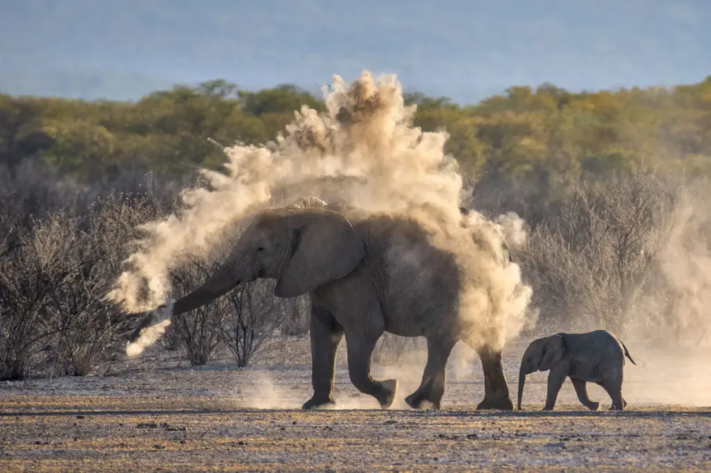 wildlife photography on a budget, camera settings for wildlife photography