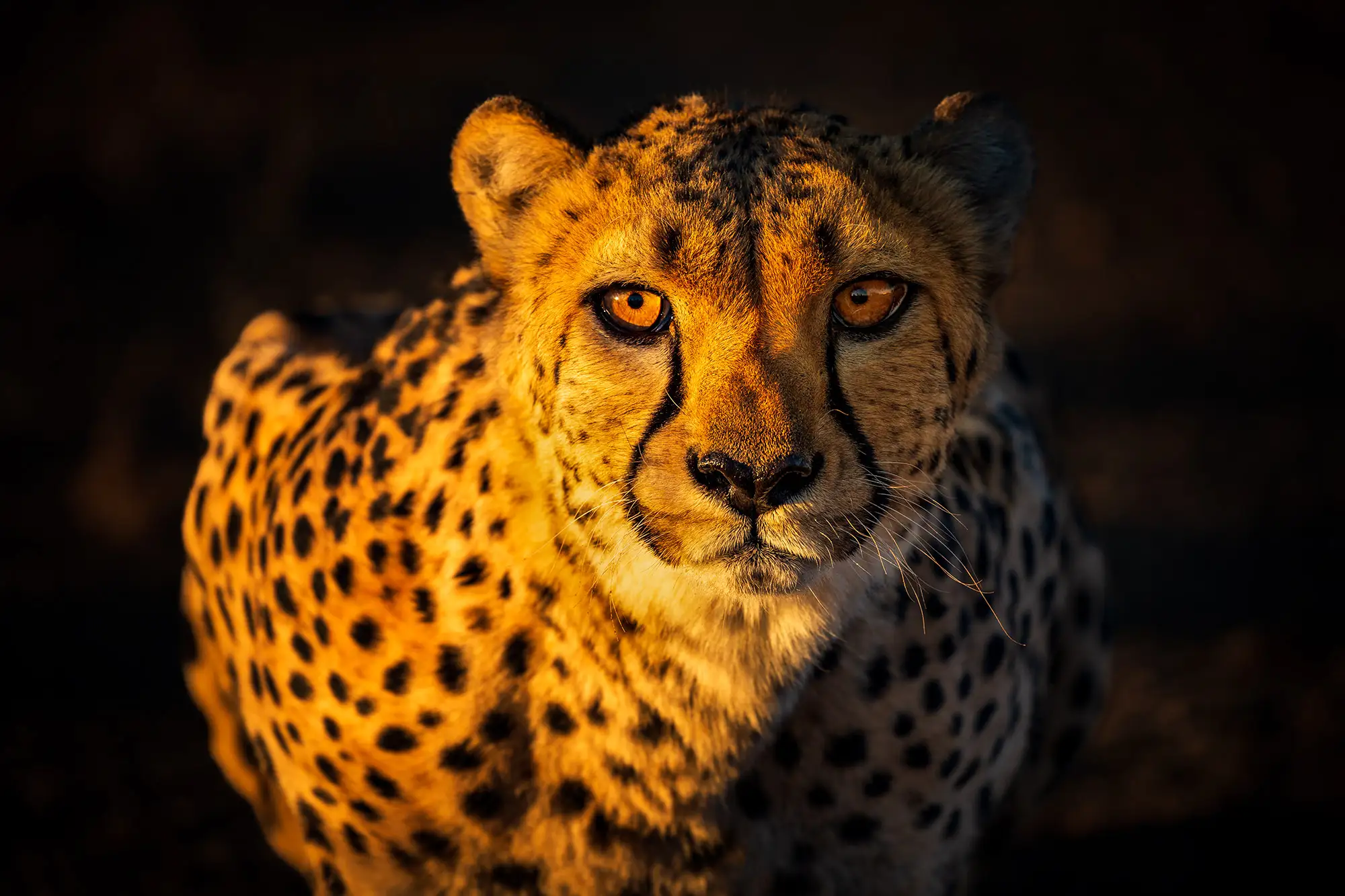 Learn how to take wildlife photos with perfect timing and composition for impactful results.