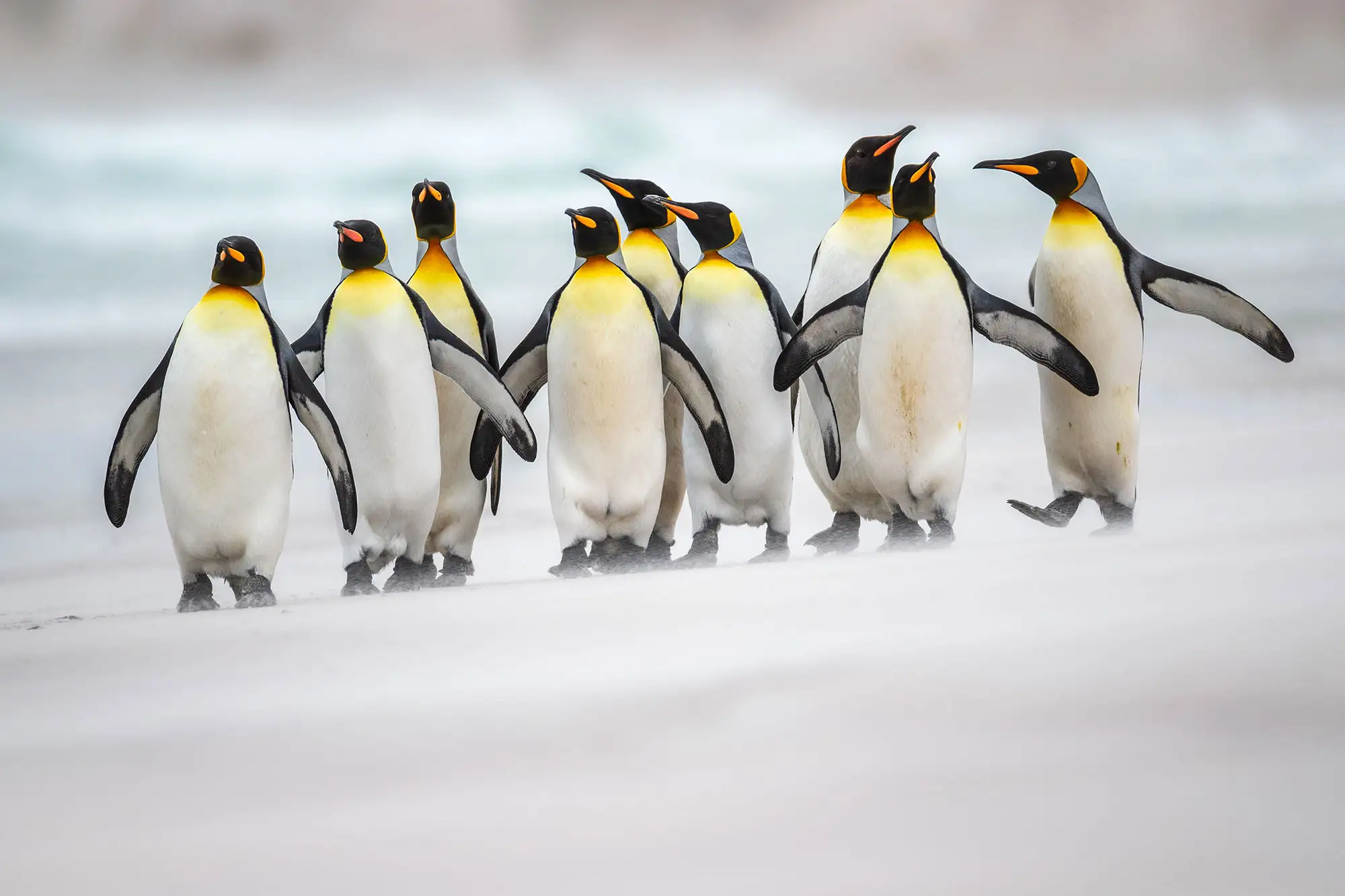 Wildlife photography course helps you capture sharp and detailed animal images in natural habitats.