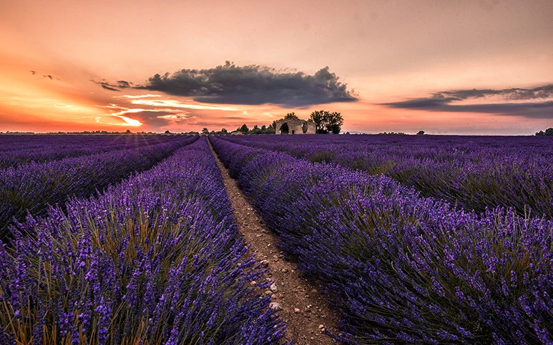 Lavanda Fields landscape editing After