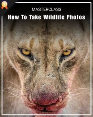 wildlife photography course how to take wildlife photos