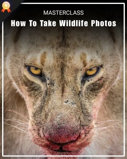 wildlife photography course how to take wildlife photos