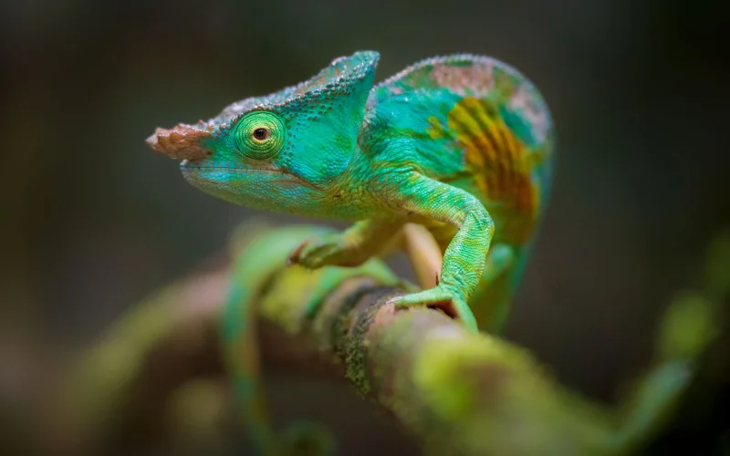 focus photography tutorial, creative focus