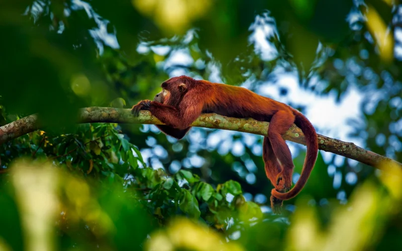how to focus on subject in photography, how to get sharp focus in photography