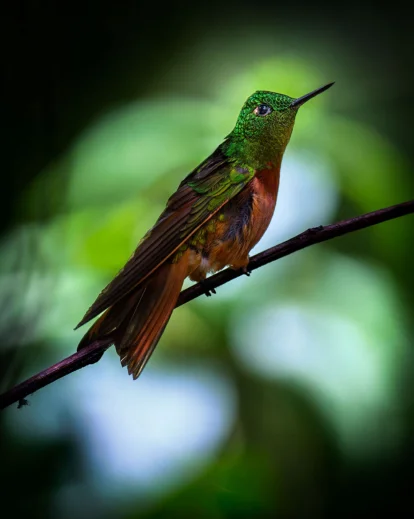 how to focus on subject in photography, how to get sharp focus in photography