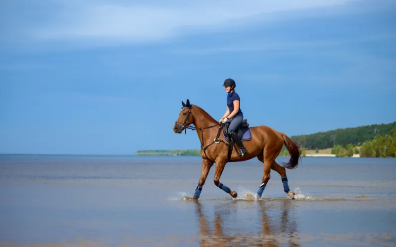 bring your horse to the beach for dreamy photos