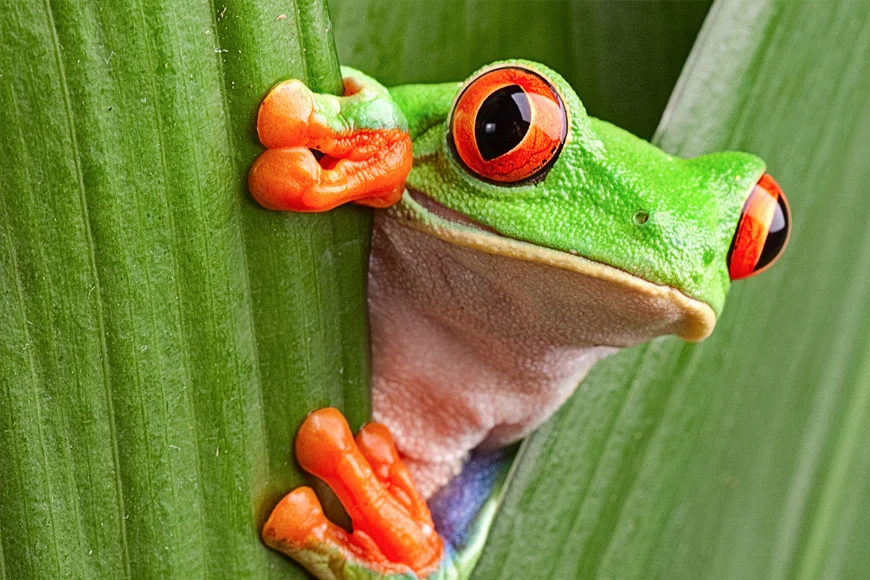 image enlargement after, enlarge photo resolution, upscale photo resolution