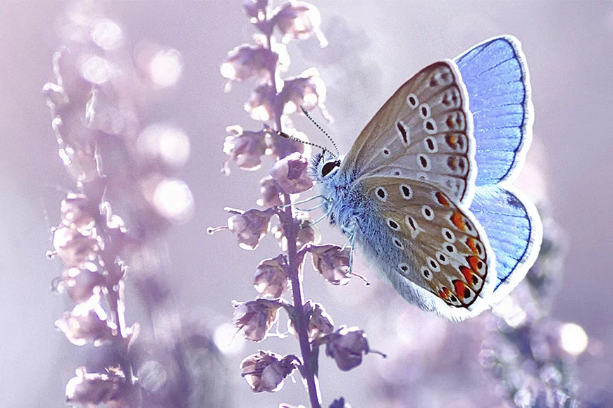 picture upscaler after, enlarge photo resolution, upscale photo resolution